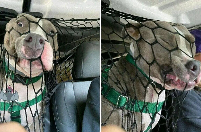 Puse una red en el coche para que el perro no me distrajera mientras conduzco