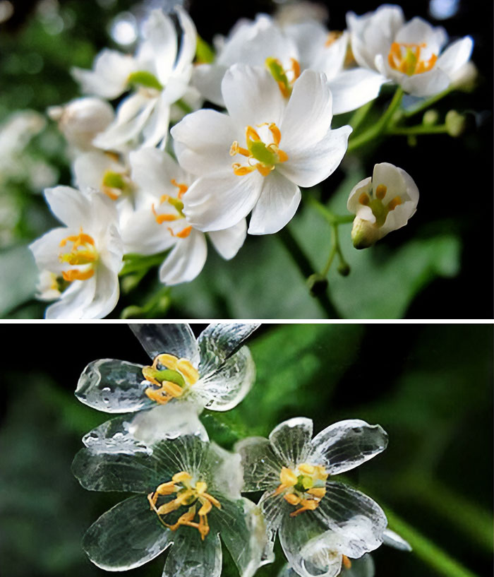 Flores blancas detalladas en imágenes sorprendentes con un toque de surrealismo y naturaleza abstracta.