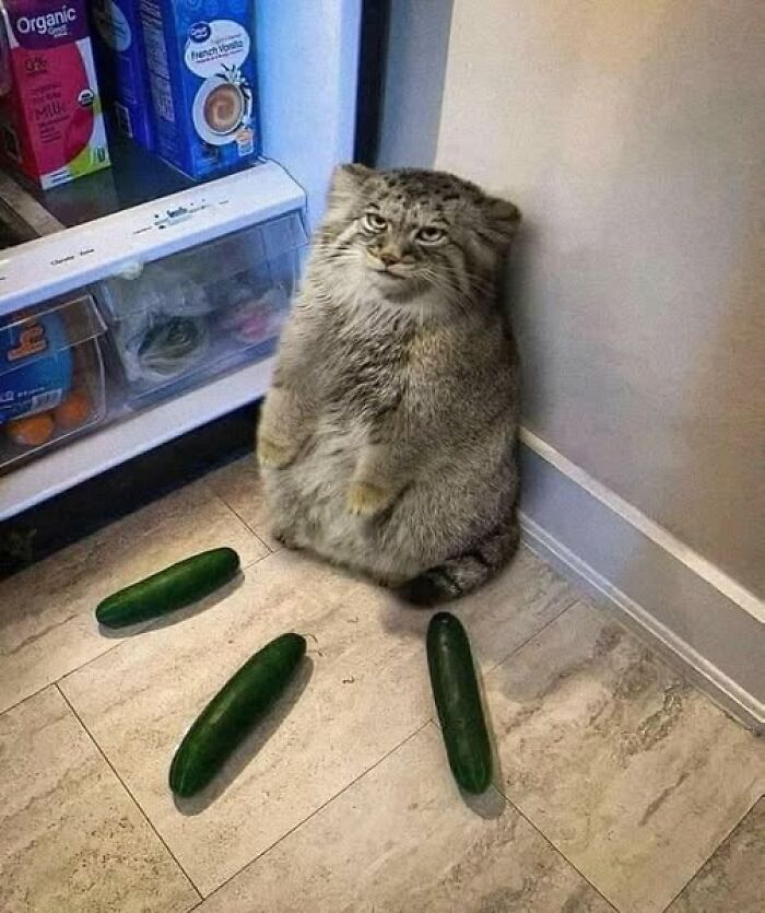 Gato divertido junto a tres pepinos frente a un refrigerador abierto.