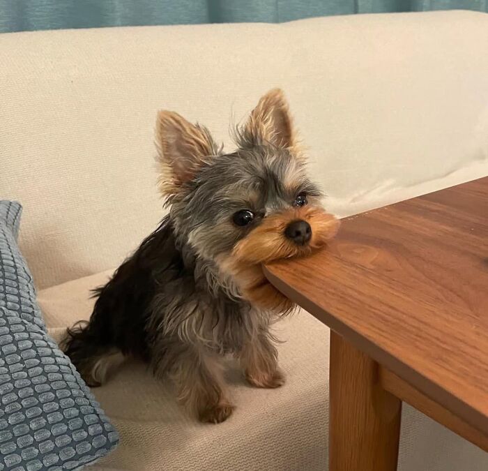 Perro mordiendo una mesa, mostrando comportamiento alocado en modo goblin.