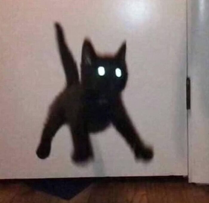 Gato negro en el aire con ojos brillantes, actuando sin sentido como un «goblin».