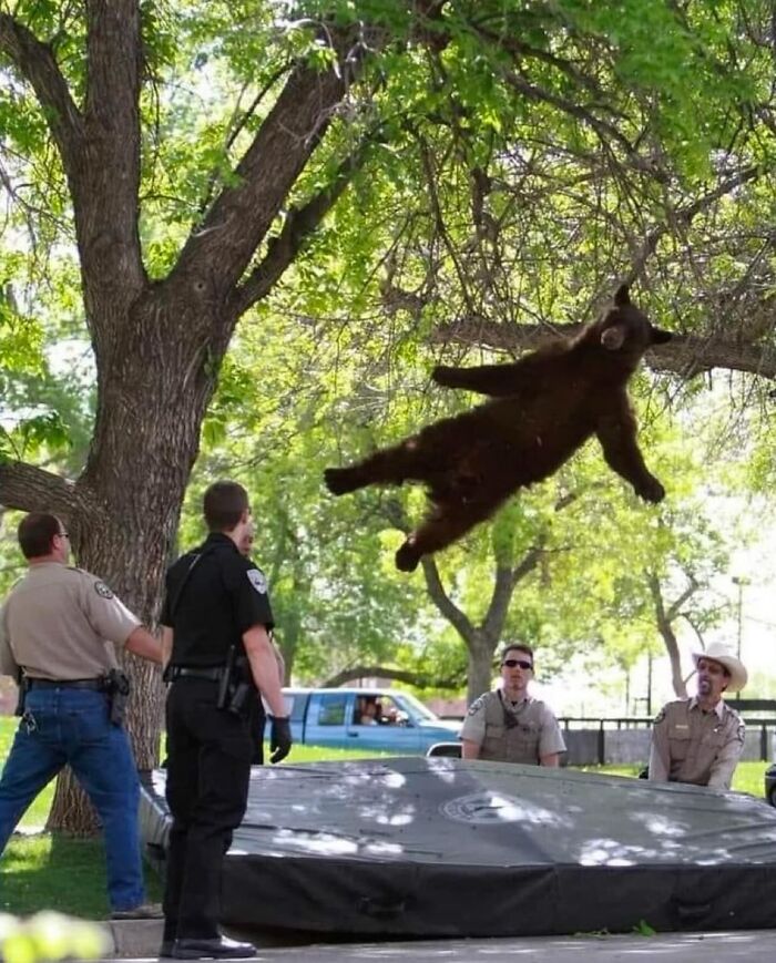 Oso en el aire, rodeado de oficiales, mostrando comportamiento inusual en un parque.