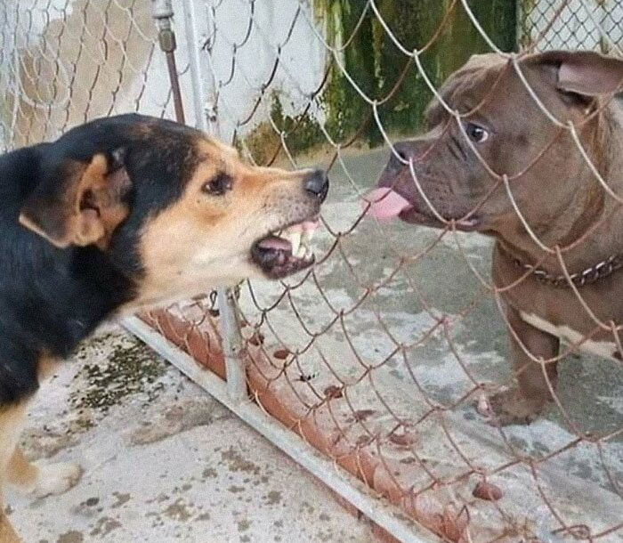 Dos perros separados por una cerca, uno mostrando los dientes y el otro con lengua afuera, imagen divertida y confusa.