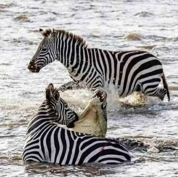 Cocodrilo atacando a dos cebras en un momento inusual en el agua.