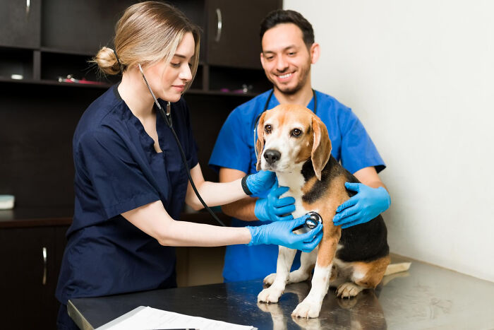 Veterinarios revisando a un perro en clínica, imagen relacionada con estupideces que la gente dijo con seriedad.