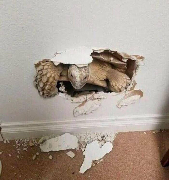 Tortuga atraviesa una pared, capturada en modo «goblin».