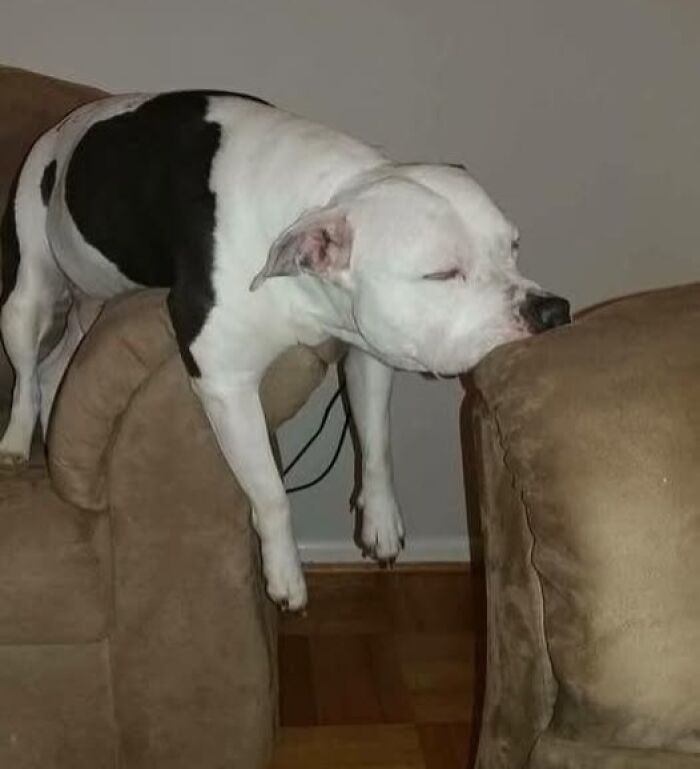 Perro divertido durmiendo entre dos sofás con expresión relajada.