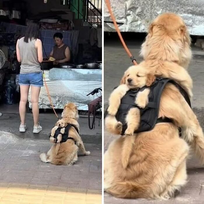 Perro grande llevando un cachorro en una mochila, mostrando una escena divertida y tierna entre animales.