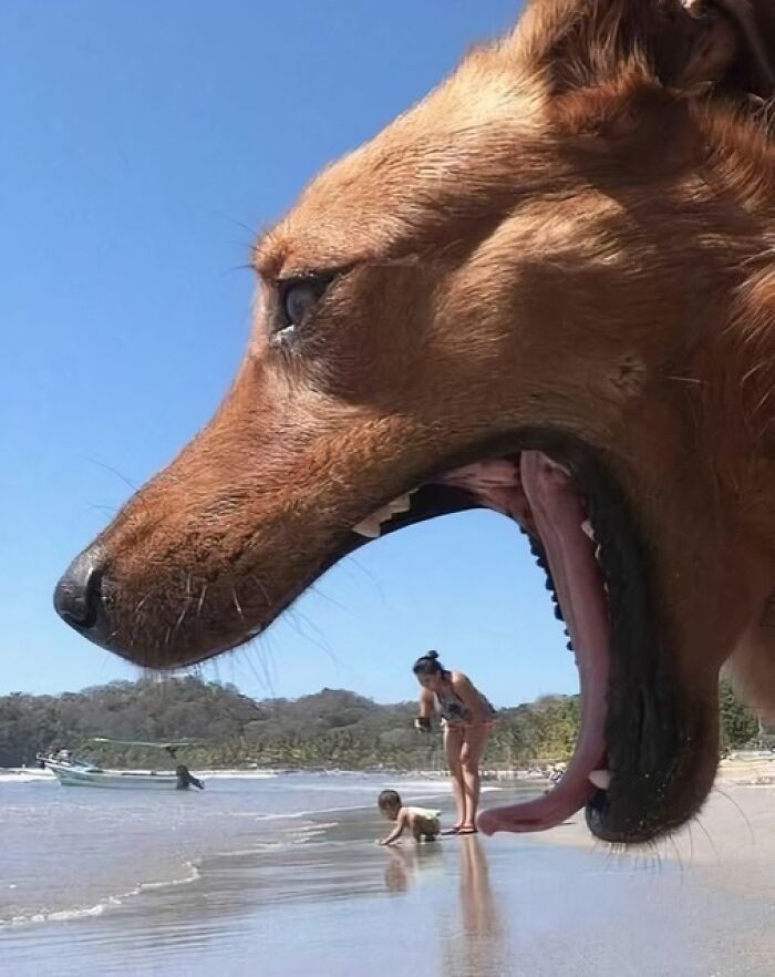 Perro en la playa hace que parezca que está a punto de comerse a una familia; perspectiva divertida de animales.