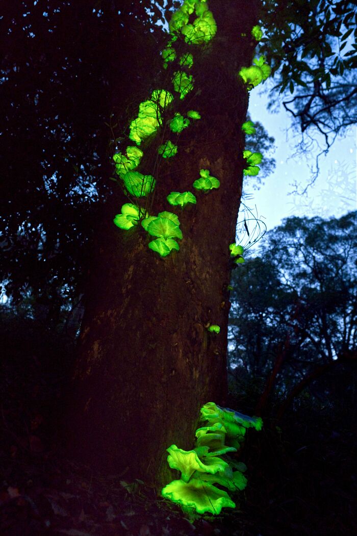 Hongos bioluminiscentes brillando en un árbol en un bosque de Australia.