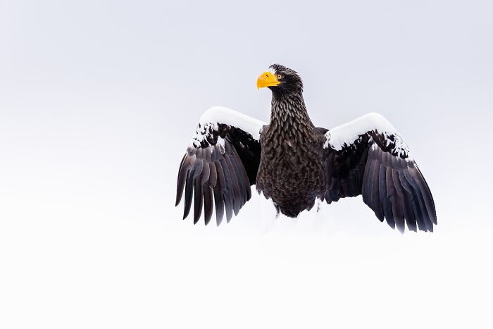 Photographer Takes Breathtaking Wildlife Close-Ups That Showcase The Beauty Of The Animal Kingdom (39 Pics)