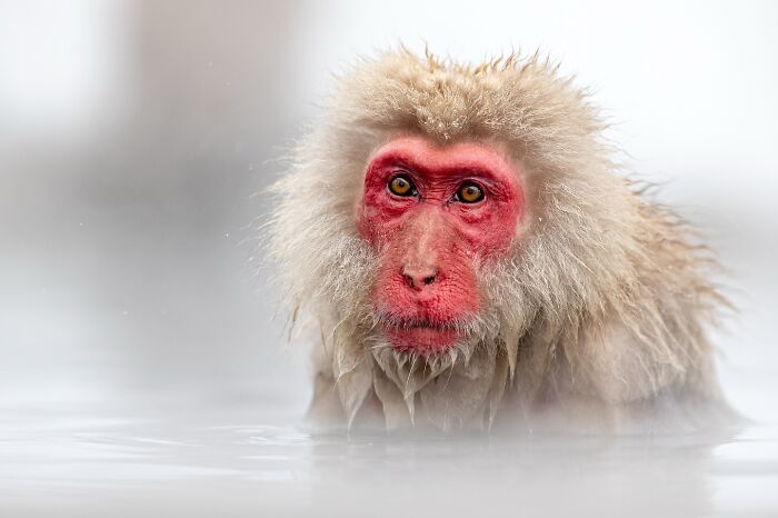 Photographer Takes Breathtaking Wildlife Close-Ups That Showcase The Beauty Of The Animal Kingdom (39 Pics)