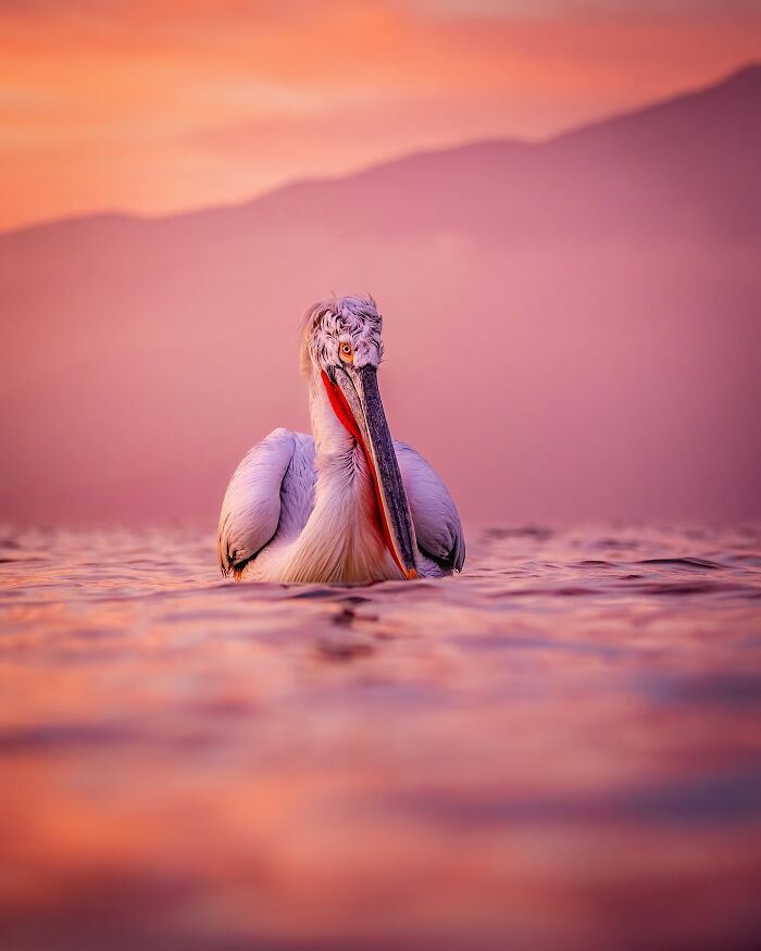 Photographer Takes Breathtaking Wildlife Close-Ups That Showcase The Beauty Of The Animal Kingdom (39 Pics)