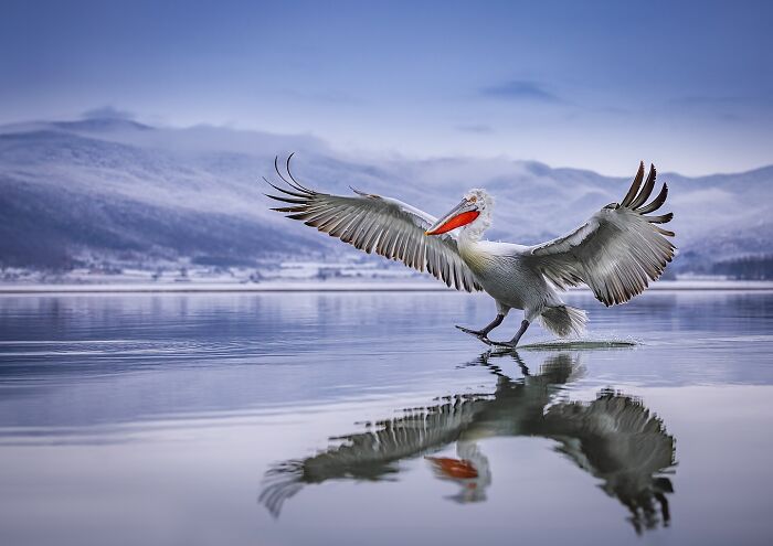 Photographer Takes Breathtaking Wildlife Close-Ups That Showcase The Beauty Of The Animal Kingdom (39 Pics)