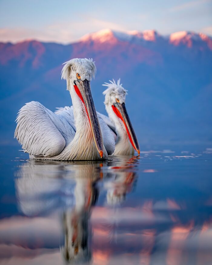 Photographer Takes Breathtaking Wildlife Close-Ups That Showcase The Beauty Of The Animal Kingdom (39 Pics)