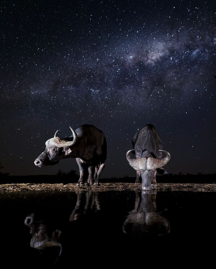 Photographer Takes Breathtaking Wildlife Close-Ups That Showcase The Beauty Of The Animal Kingdom (39 Pics)
