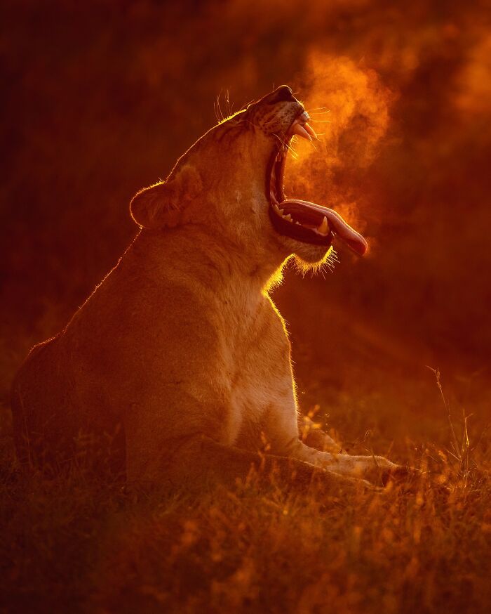Photographer Takes Breathtaking Wildlife Close-Ups That Showcase The Beauty Of The Animal Kingdom (39 Pics)