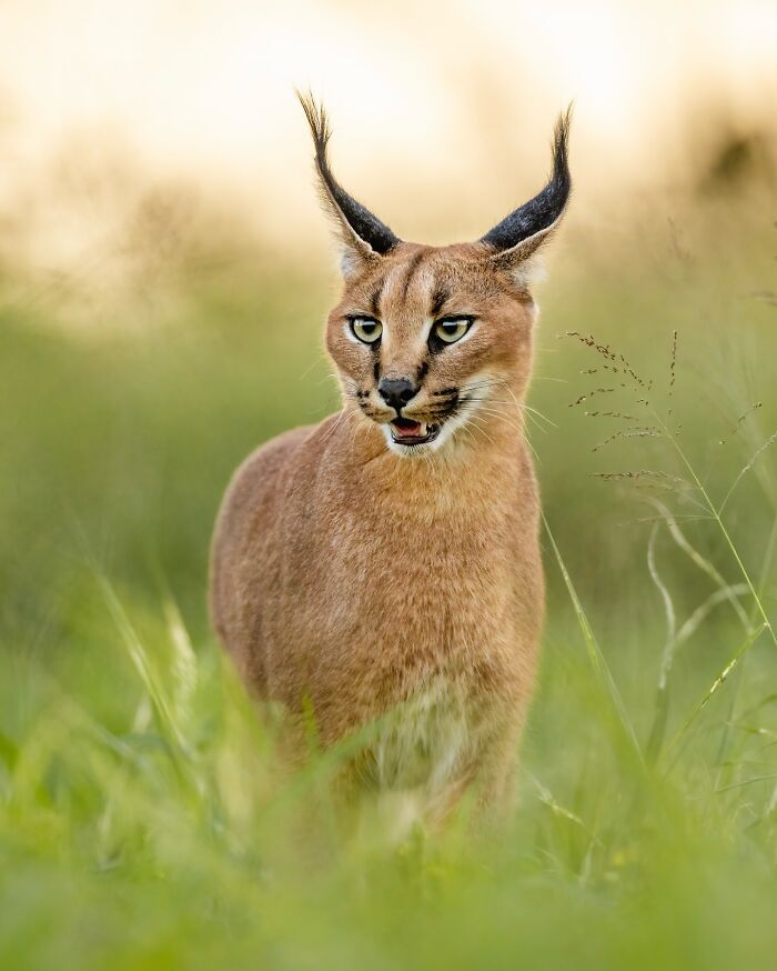 Photographer Takes Breathtaking Wildlife Close-Ups That Showcase The Beauty Of The Animal Kingdom (39 Pics)