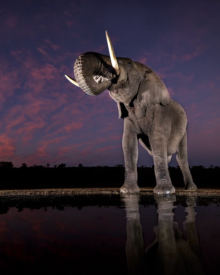 Photographer Takes Breathtaking Wildlife Close-Ups That Showcase The Beauty Of The Animal Kingdom (39 Pics)
