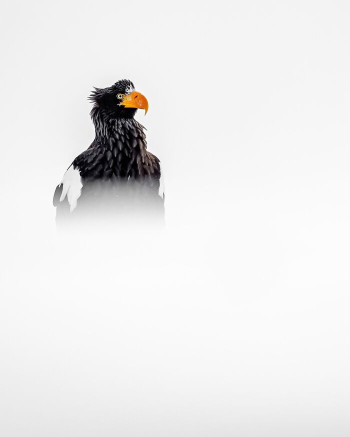 Photographer Takes Breathtaking Wildlife Close-Ups That Showcase The Beauty Of The Animal Kingdom (39 Pics)