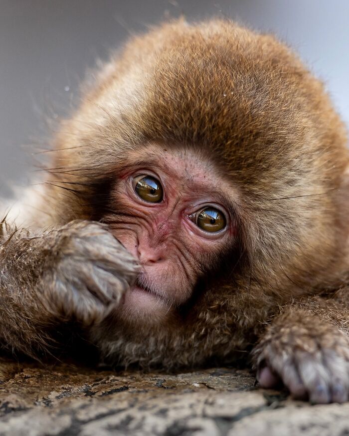 Photographer Takes Breathtaking Wildlife Close-Ups That Showcase The Beauty Of The Animal Kingdom (39 Pics)