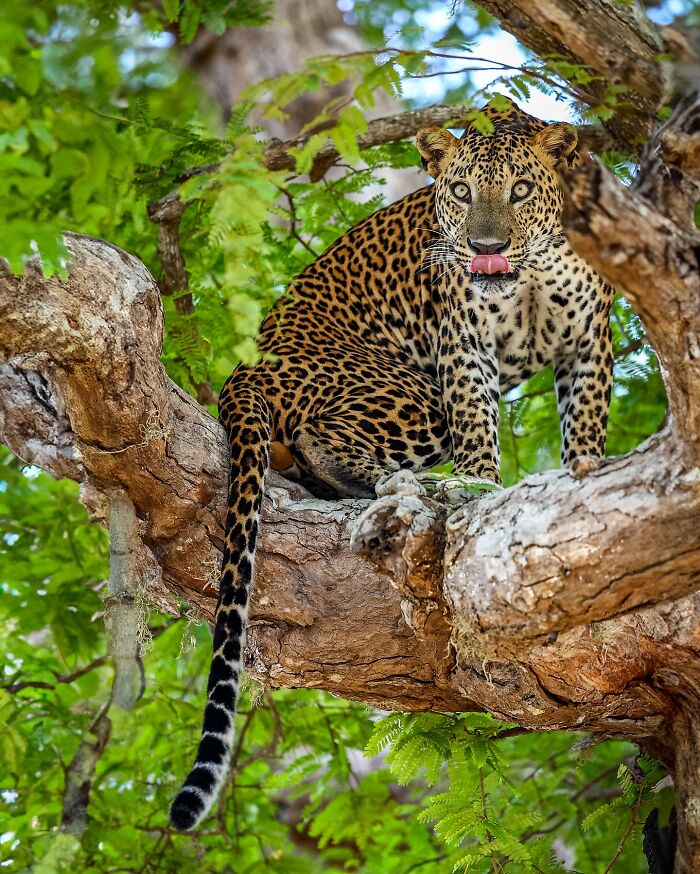 Photographer Takes Breathtaking Wildlife Close-Ups That Showcase The Beauty Of The Animal Kingdom (39 Pics)