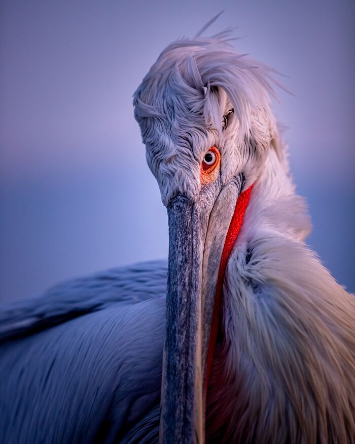 Photographer Takes Breathtaking Wildlife Close-Ups That Showcase The Beauty Of The Animal Kingdom (39 Pics)