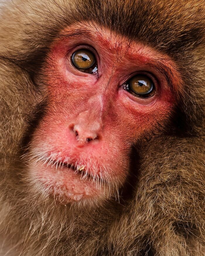 Photographer Takes Breathtaking Wildlife Close-Ups That Showcase The Beauty Of The Animal Kingdom (39 Pics)