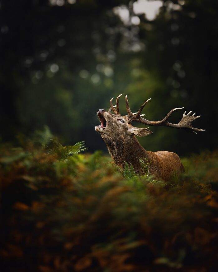 Photographer Takes Breathtaking Wildlife Close-Ups That Showcase The Beauty Of The Animal Kingdom (39 Pics)