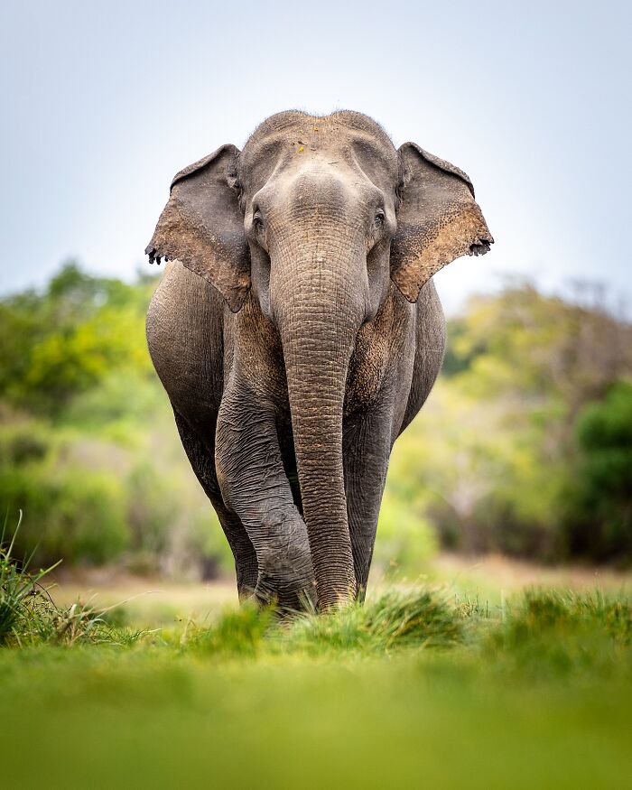 Photographer Takes Breathtaking Wildlife Close-Ups That Showcase The Beauty Of The Animal Kingdom (39 Pics)