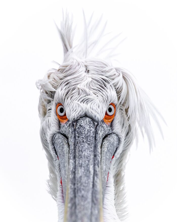 Photographer Takes Breathtaking Wildlife Close-Ups That Showcase The Beauty Of The Animal Kingdom (39 Pics)