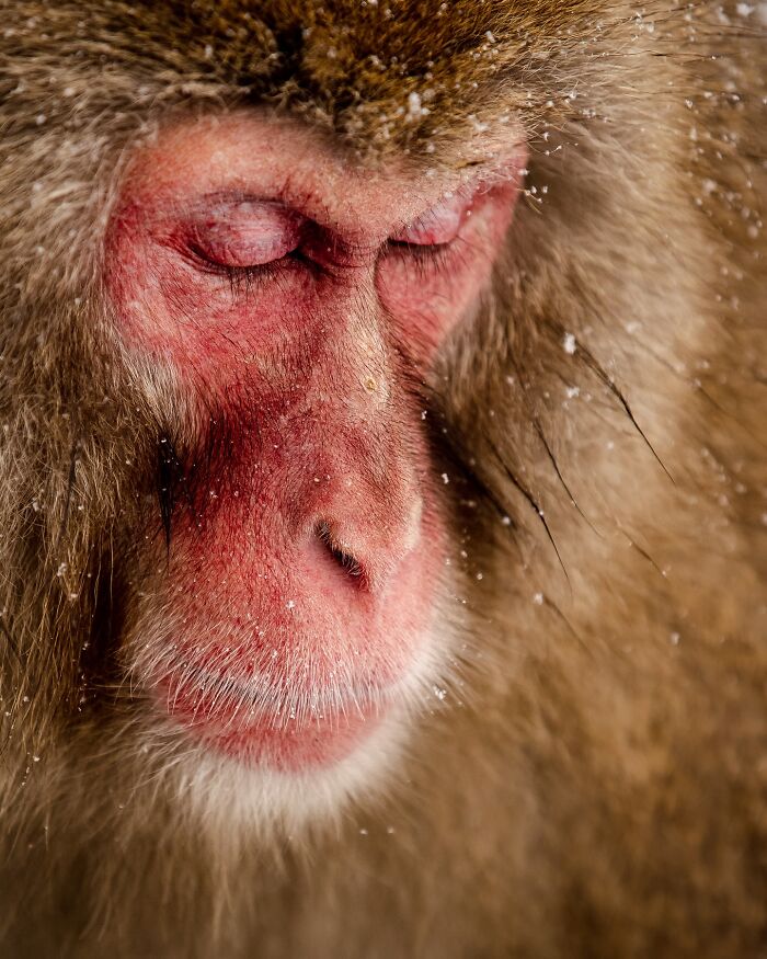 Photographer Takes Breathtaking Wildlife Close-Ups That Showcase The Beauty Of The Animal Kingdom (39 Pics)
