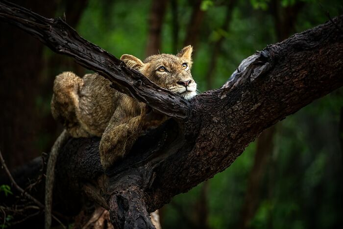 Photographer Takes Breathtaking Wildlife Close-Ups That Showcase The Beauty Of The Animal Kingdom (39 Pics)