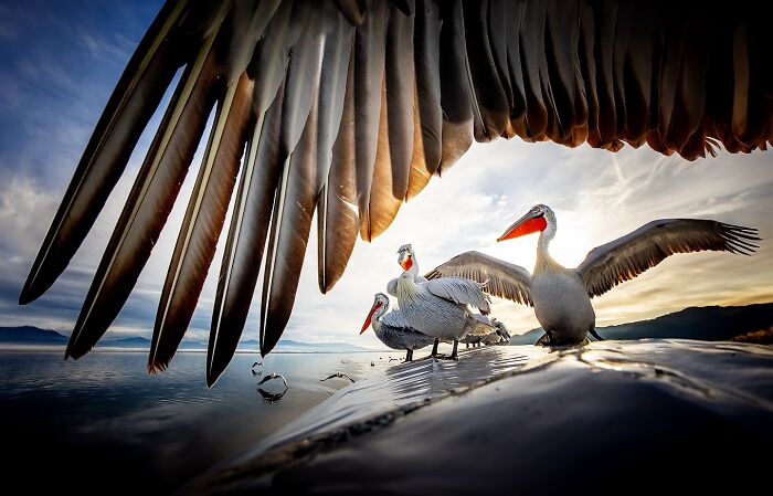 Photographer Takes Breathtaking Wildlife Close-Ups That Showcase The Beauty Of The Animal Kingdom (39 Pics)