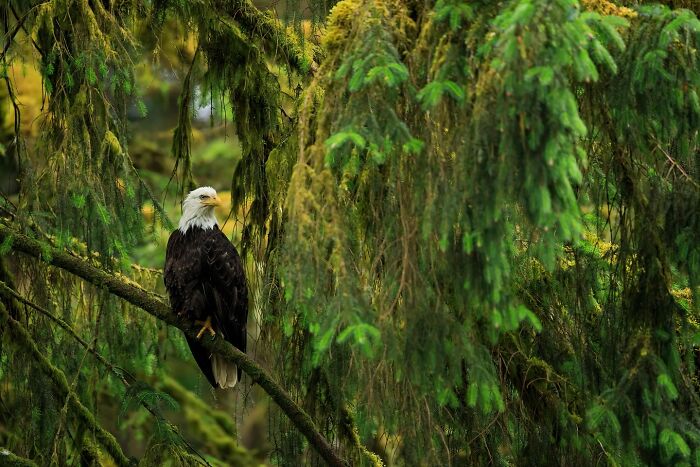 Photographer Takes Breathtaking Wildlife Close-Ups That Showcase The Beauty Of The Animal Kingdom (39 Pics)