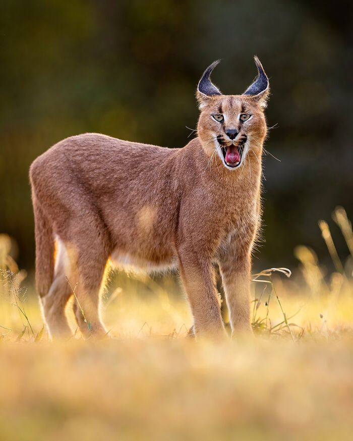 Photographer Takes Breathtaking Wildlife Close-Ups That Showcase The Beauty Of The Animal Kingdom (39 Pics)