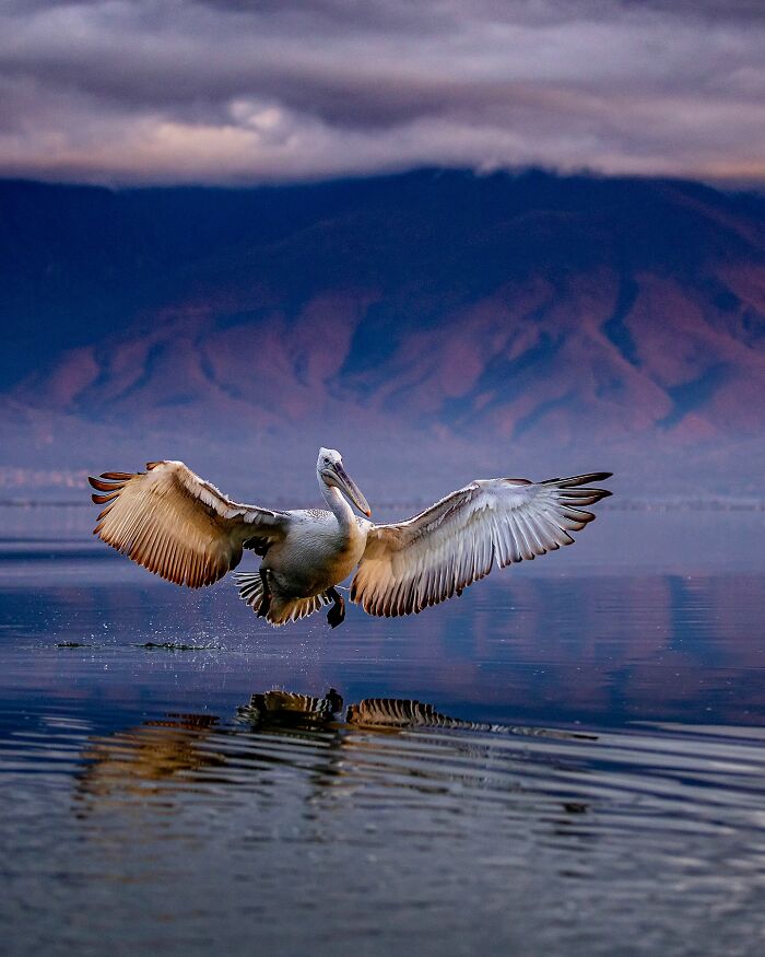 Photographer Takes Breathtaking Wildlife Close-Ups That Showcase The Beauty Of The Animal Kingdom (39 Pics)