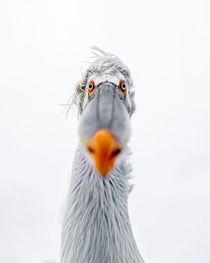 Photographer Takes Breathtaking Wildlife Close-Ups That Showcase The Beauty Of The Animal Kingdom (39 Pics)