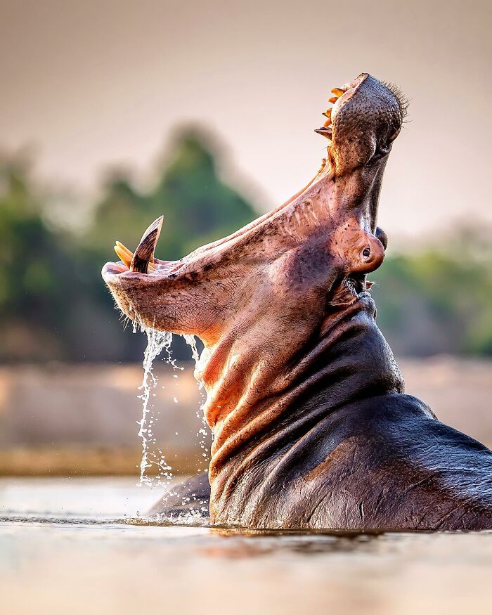 Photographer Takes Breathtaking Wildlife Close-Ups That Showcase The Beauty Of The Animal Kingdom (39 Pics)