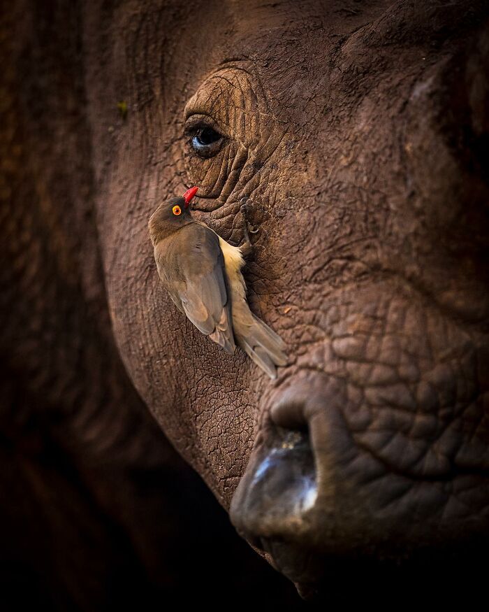 Photographer Takes Breathtaking Wildlife Close-Ups That Showcase The Beauty Of The Animal Kingdom (39 Pics)