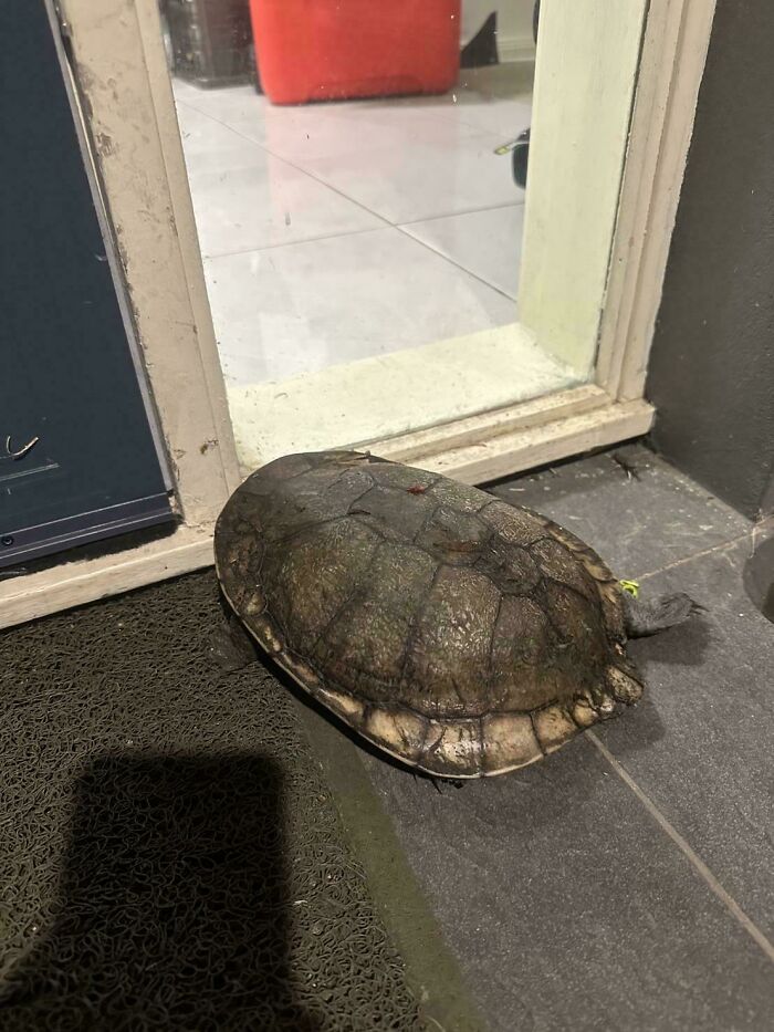 Tortuga en Australia junto a una puerta de vidrio, mostrando el contraste entre su caparazón y el suelo oscuro.
