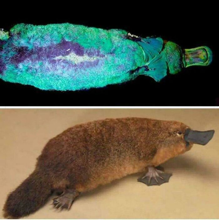 Ornitorrinco en luz ultravioleta mostrando colores casi increíbles y su apariencia habitual en la naturaleza.