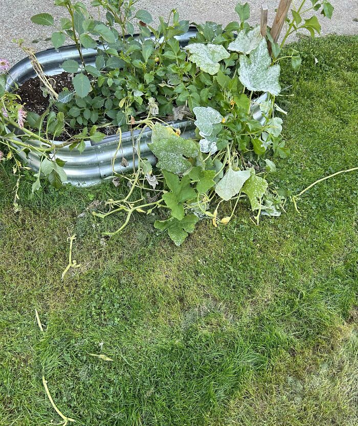 Planta en un contenedor en el jardín, ejemplo de novios y maridos 