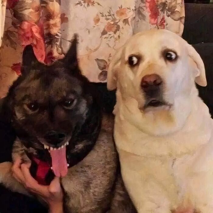 Perros actuando sin sentido con expresiones graciosas, uno sacando la lengua y el otro sorprendido.