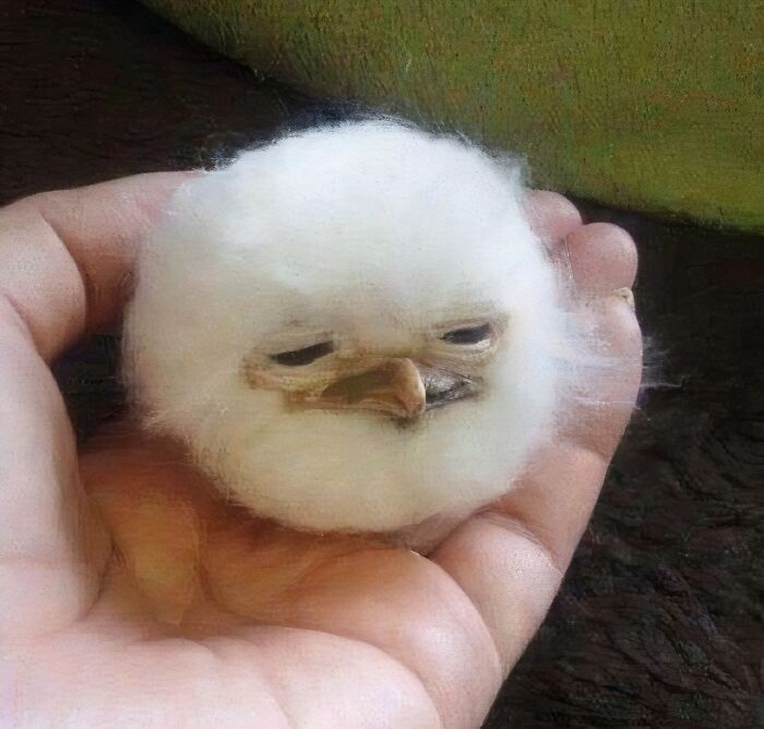 Pajarito blanco en una mano, actuando de manera peculiar con expresión adorablemente confusa.