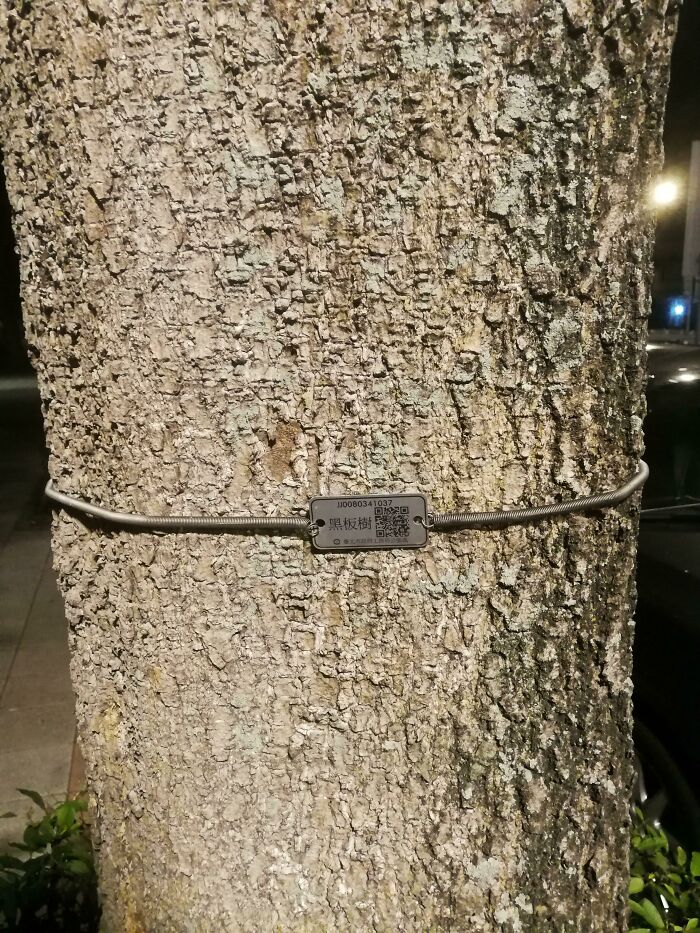 Etiqueta metálica con código QR alrededor de árbol, ejemplo de cosas que sorprendieron a los viajeros en otros países.