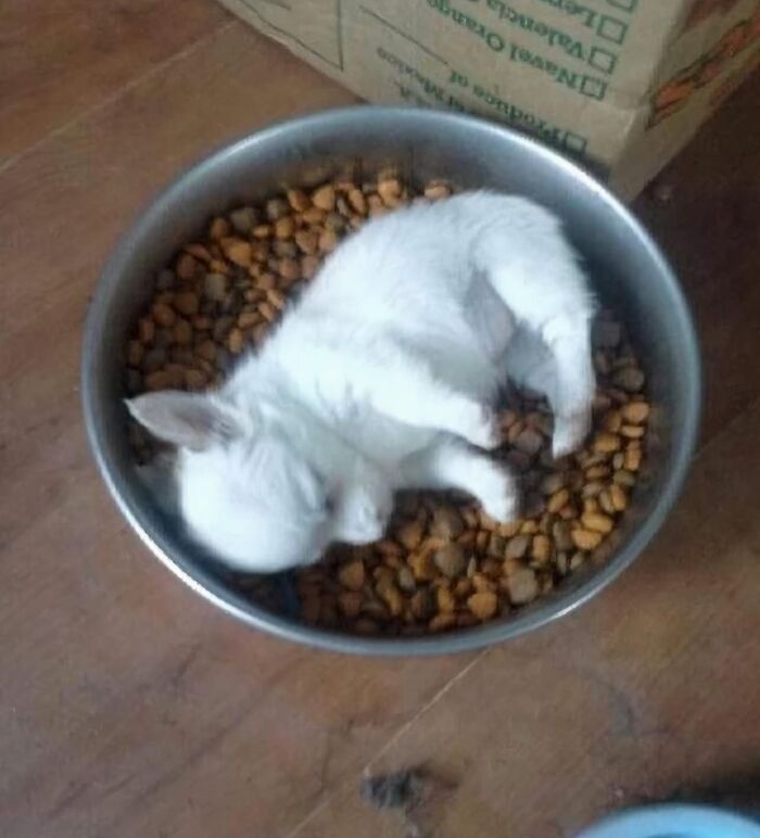 Conejo blanco dormido en un plato de comida para perros, actuando sin sentido.