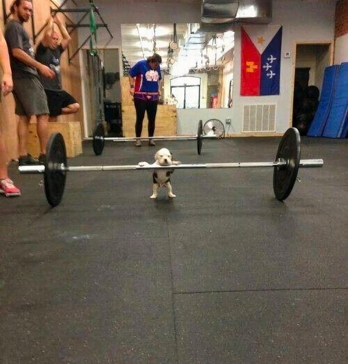 Perro actuando sin sentido en un gimnasio, intentando levantar una barra de pesas entre risas.