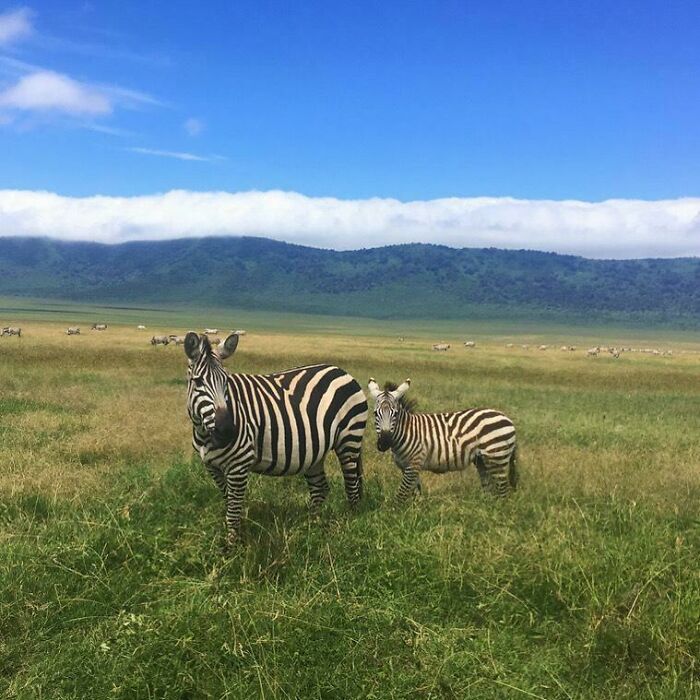 Cebras en sabana africana durante safari, una de las cosas que sorprendieron a los viajeros en otros países.