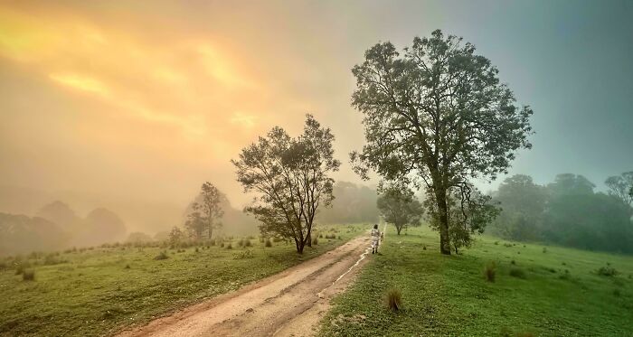 Paisaje australiano con camino de tierra y árboles al amanecer.
